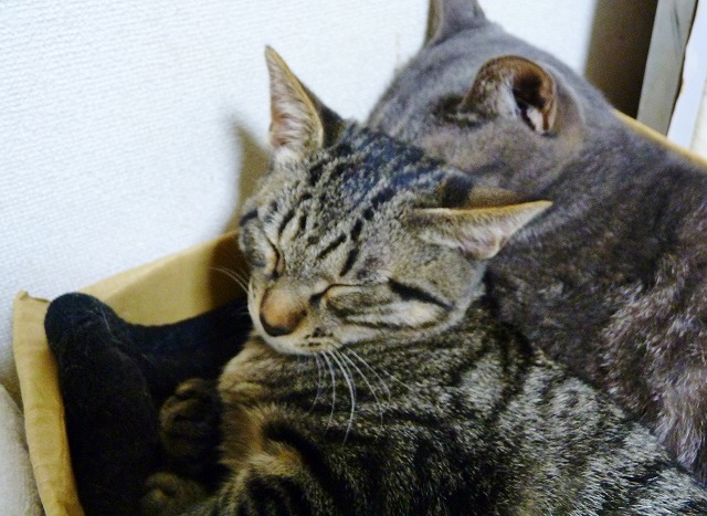 大人な対応♪ _b0166128_1140141.jpg