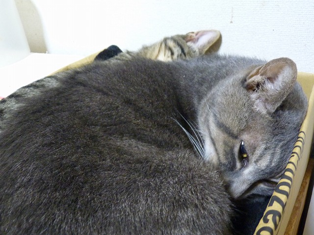 大人な対応♪ _b0166128_201898.jpg