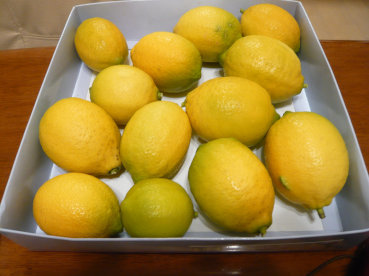 レモン収穫_c0365341_22123707.jpg