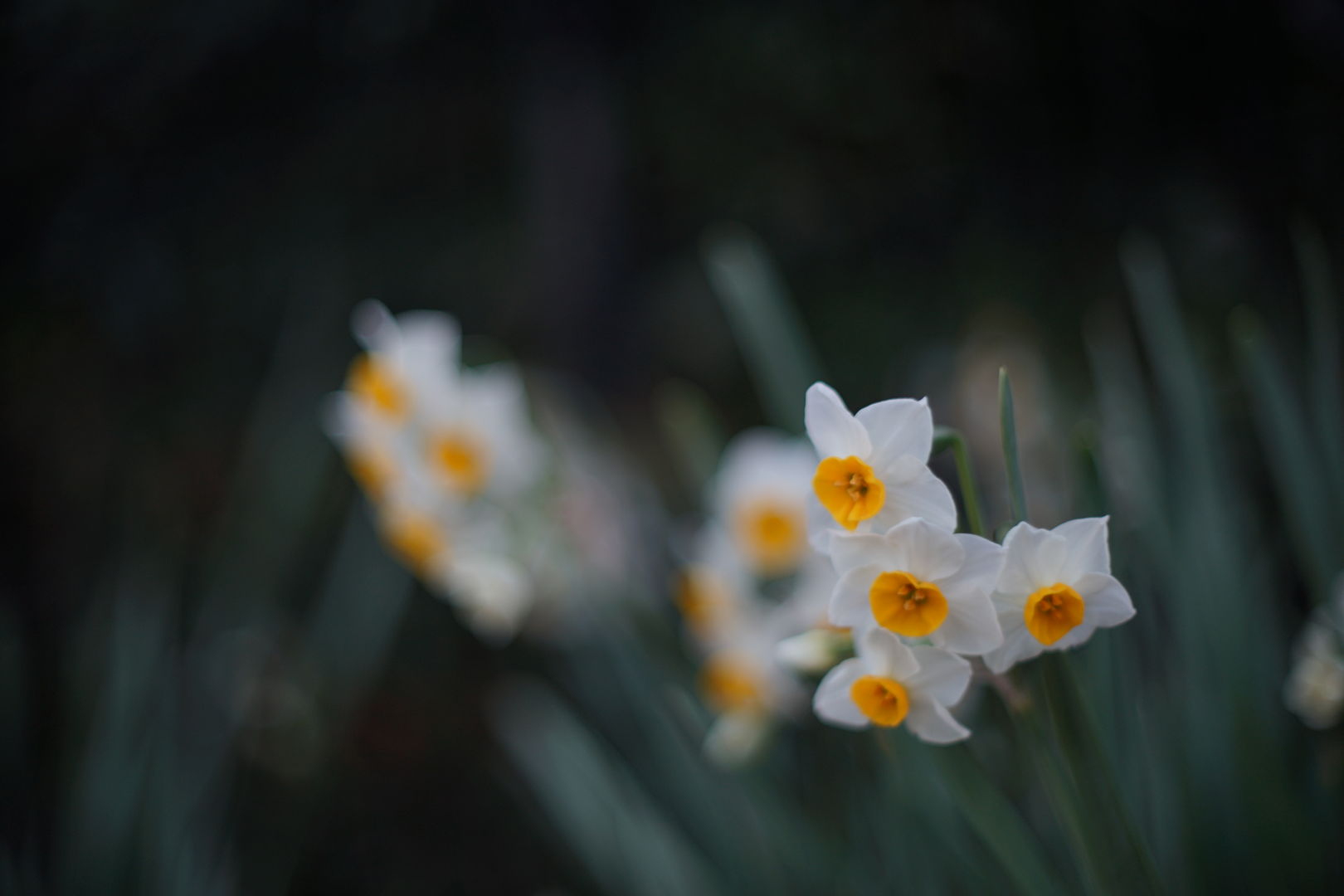 夕暮れの散歩にニッコール50ミリf1.4_a0063552_7172644.jpg