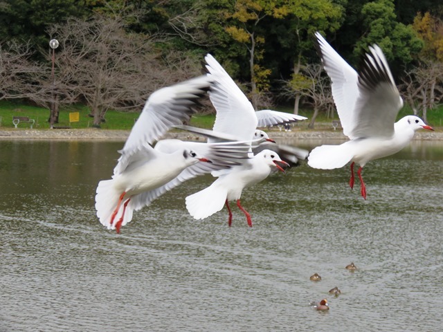 野鳥トレ 33_b0227552_18031490.jpg