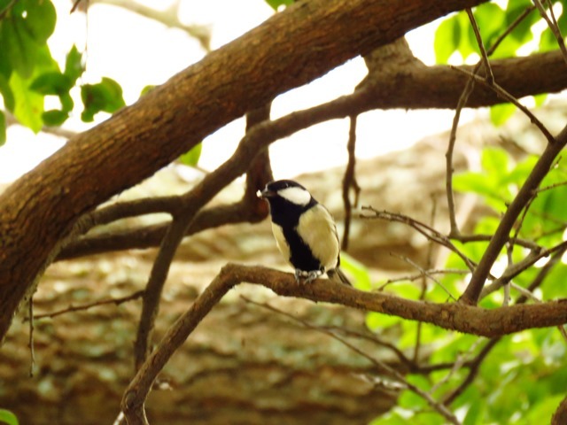 野鳥トレ 33_b0227552_18040077.jpg
