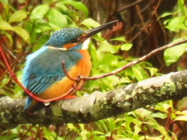 野鳥トレ 33_b0227552_18051106.jpg