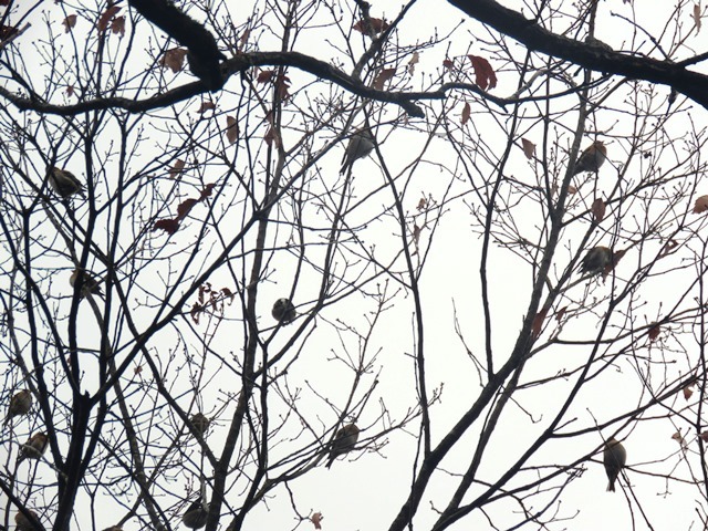 野鳥トレ 33_b0227552_18060056.jpg