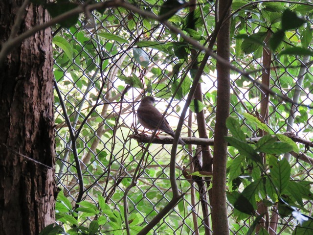野鳥トレ 33_b0227552_18060982.jpg