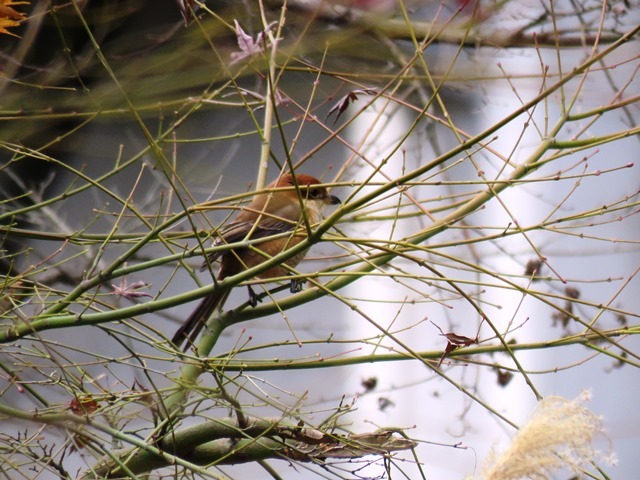 野鳥トレ 33_b0227552_18061871.jpg