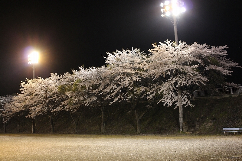 2015年の思い出から　4月　その2_b0250154_08192318.jpg