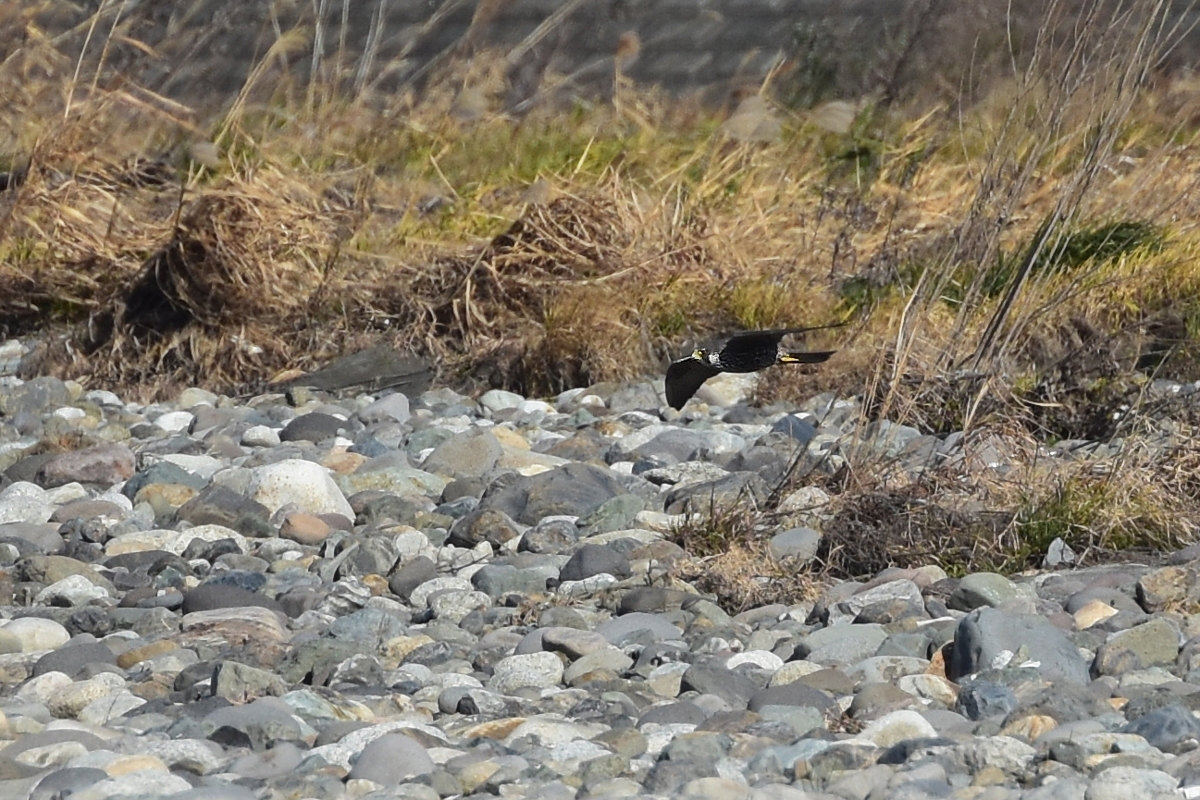 ハヤブサとオオタカ　　　Ⅰ　カラスを追いかけるハヤブサ_f0053272_22172890.jpg