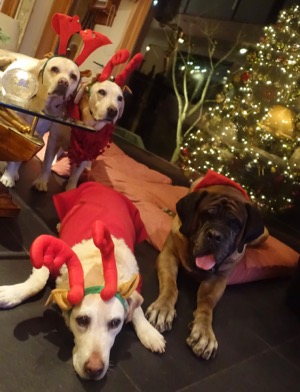 クリスマス2015_d0133485_17241525.jpg