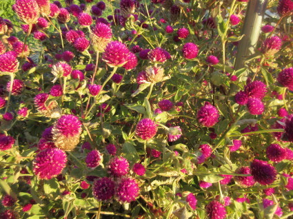 f0053885_20414152.jpg
