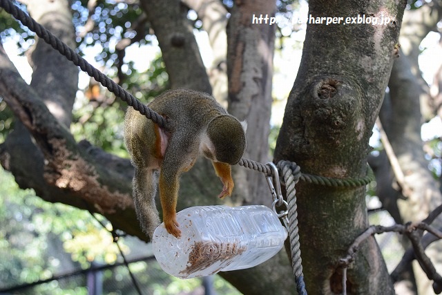 ２０１５年１１月　とくしま動物園　その１　いまいち乗り気でないポロロ_a0052986_013271.jpg