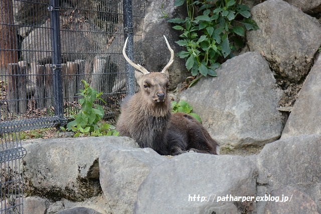 ２０１５年１１月　とくしま動物園　その１　いまいち乗り気でないポロロ_a0052986_014716.jpg