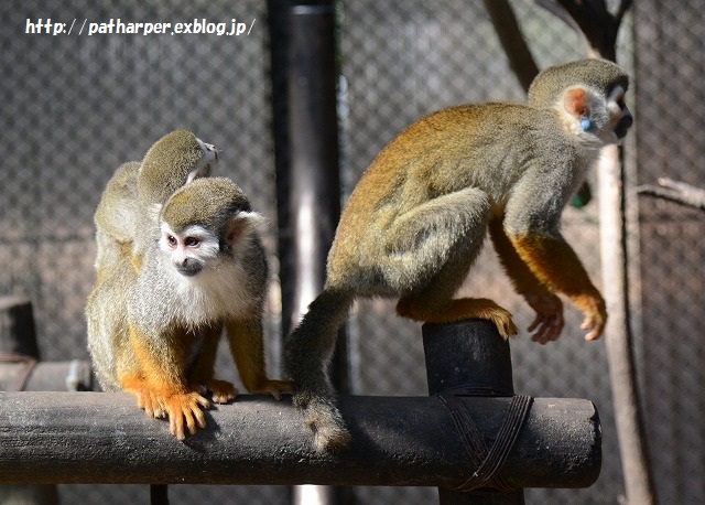 ２０１５年１１月　とくしま動物園　その１　いまいち乗り気でないポロロ_a0052986_071915.jpg