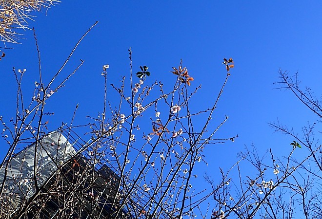 a0339396_20165500.jpg