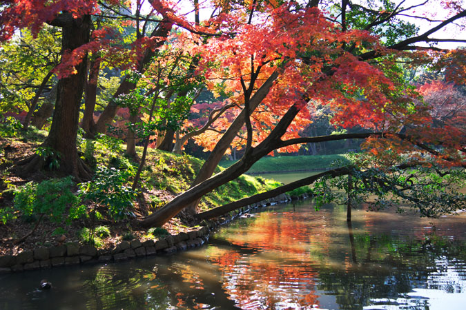 小石川後楽園の紅葉2_a0263109_14522089.jpg