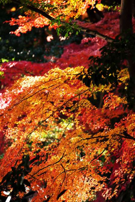 小石川後楽園の紅葉2_a0263109_14523013.jpg