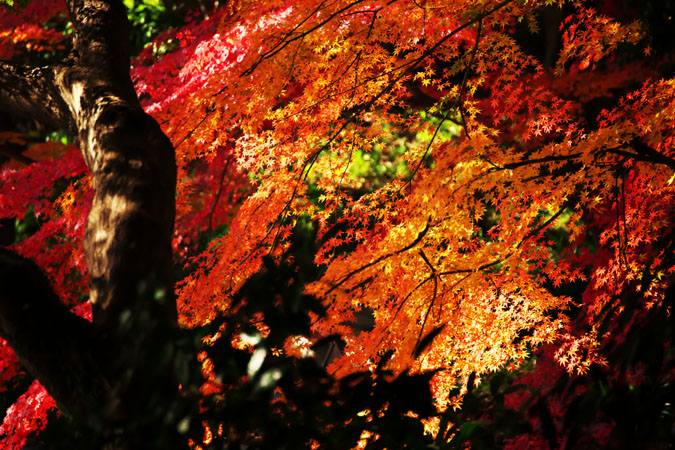 小石川後楽園の紅葉2_a0263109_14523229.jpg