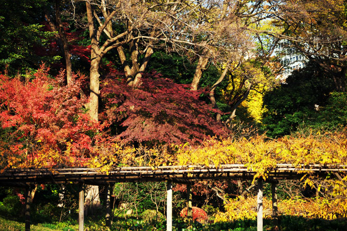 小石川後楽園の紅葉2_a0263109_14523477.jpg