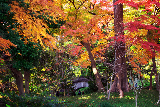 小石川後楽園の紅葉2_a0263109_14523852.jpg