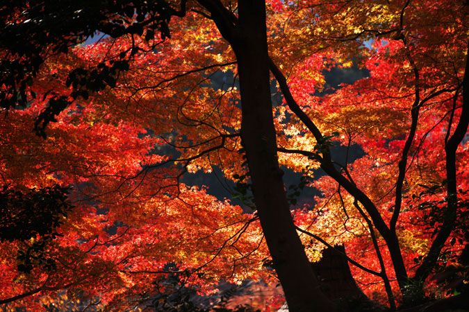 小石川後楽園の紅葉2_a0263109_14524056.jpg