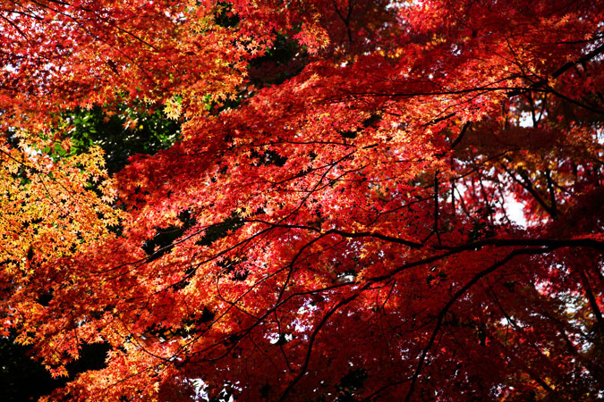 小石川後楽園の紅葉2_a0263109_1452423.jpg