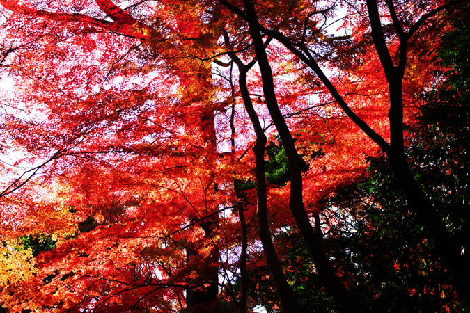 小石川後楽園の紅葉2_a0263109_14535140.jpg