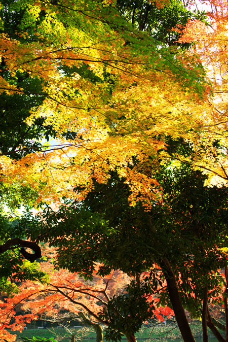 小石川後楽園の紅葉2_a0263109_14541296.jpg