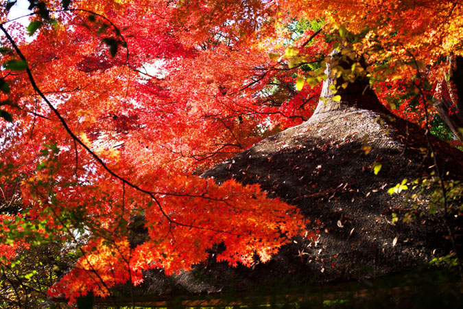 小石川後楽園の紅葉2_a0263109_14543531.jpg