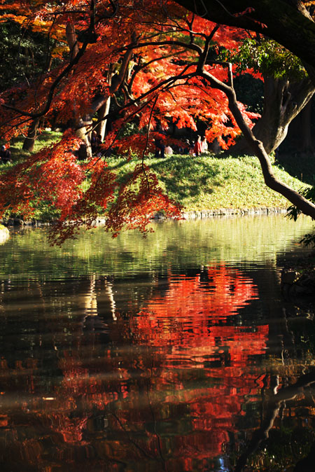 小石川後楽園の紅葉2_a0263109_14545447.jpg