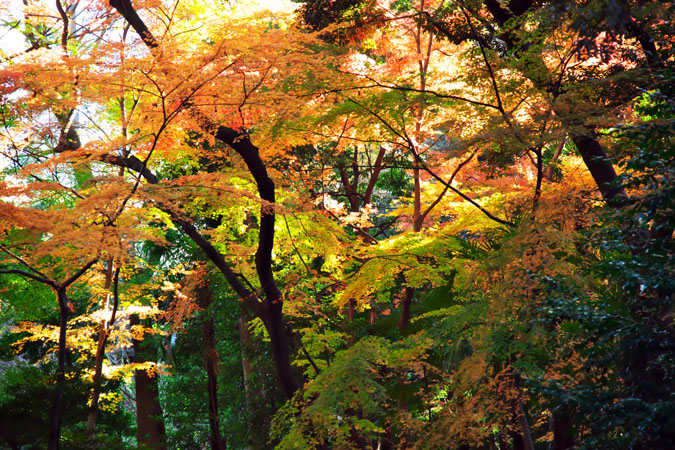 小石川後楽園の紅葉3_a0263109_1459092.jpg