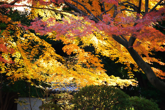 小石川後楽園の紅葉3_a0263109_151734.jpg