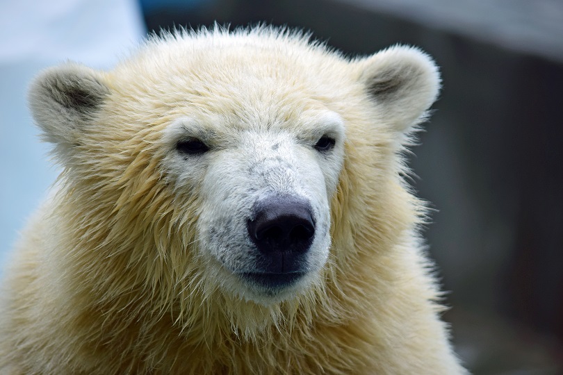 \"Polar Bear of the Year (2015)\" in Japan_a0151913_1713173.jpg