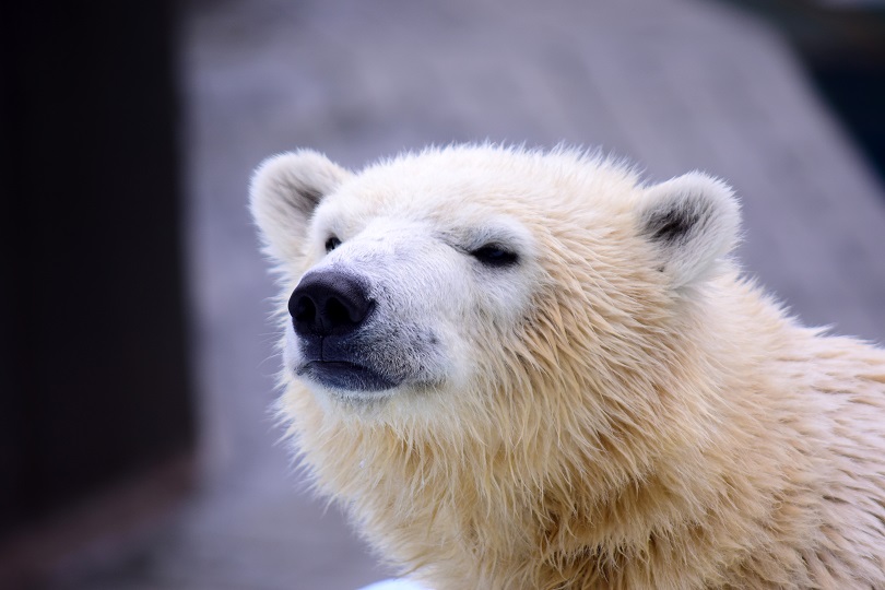 \"Polar Bear of the Year (2015)\" in Japan_a0151913_17182615.jpg