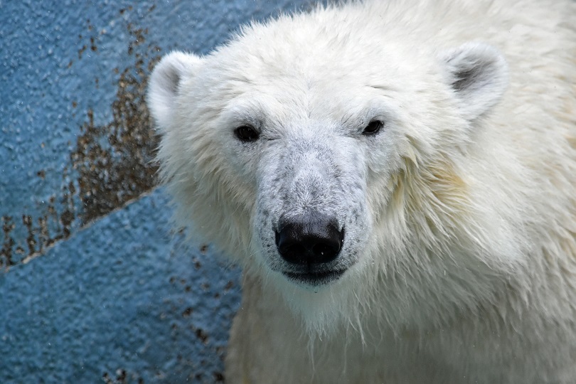 \"Polar Bear of the Year (2015)\" in Japan_a0151913_17212795.jpg