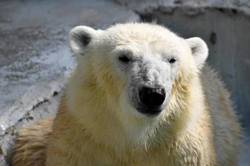 \"Polar Bear of the Year (2015)\" in Japan_a0151913_1724690.jpg