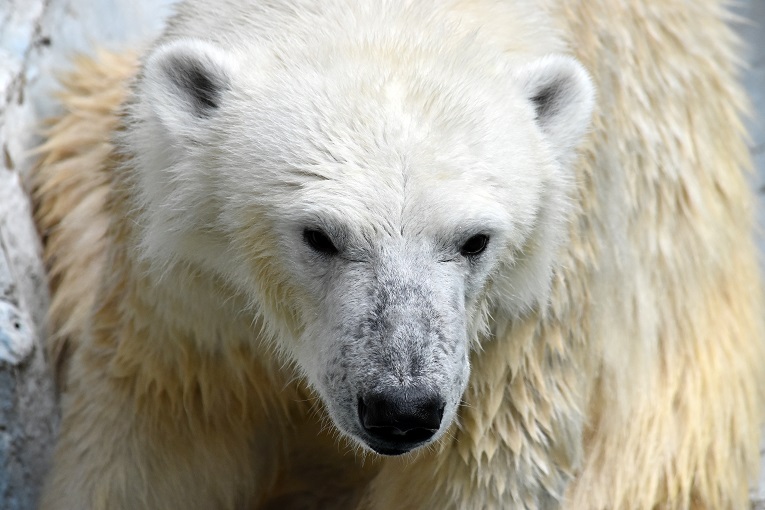 \"Polar Bear of the Year (2015)\" in Japan_a0151913_17282499.jpg