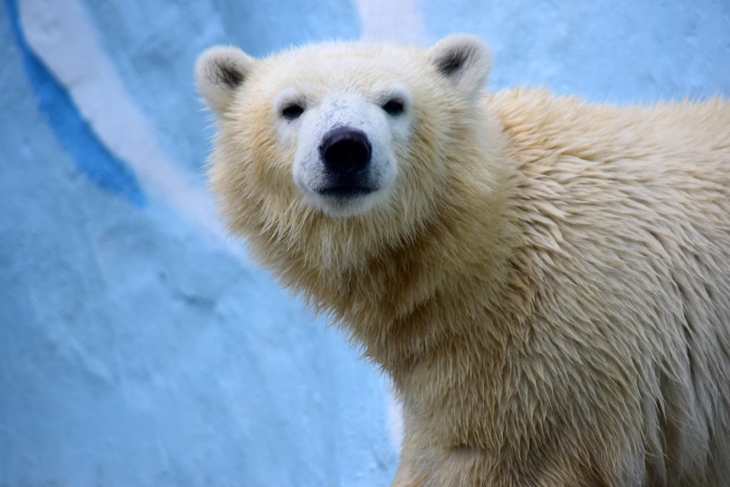 \"Polar Bear of the Year (2015)\" in Japan_a0151913_177133.jpg