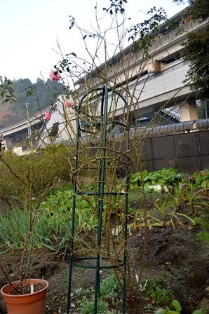 d0096422_92922.jpg