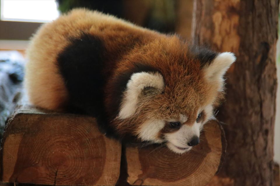 レッサー遠征！茶臼山動物園その2_f0221023_20391413.jpg