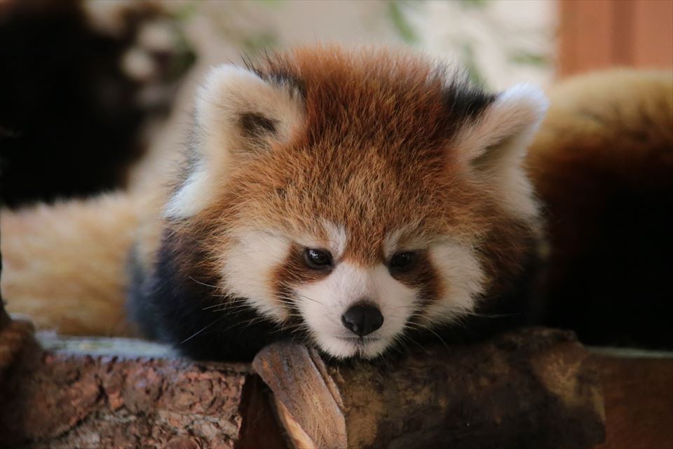 レッサー遠征！茶臼山動物園その2_f0221023_2039526.jpg