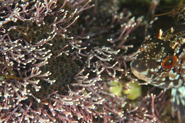 f0206424_8383539.jpg