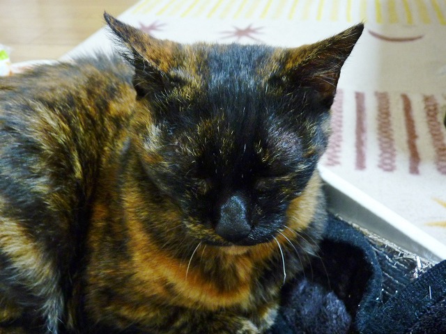 我が家に来て一年・・・保護猫わび_b0166128_1511385.jpg