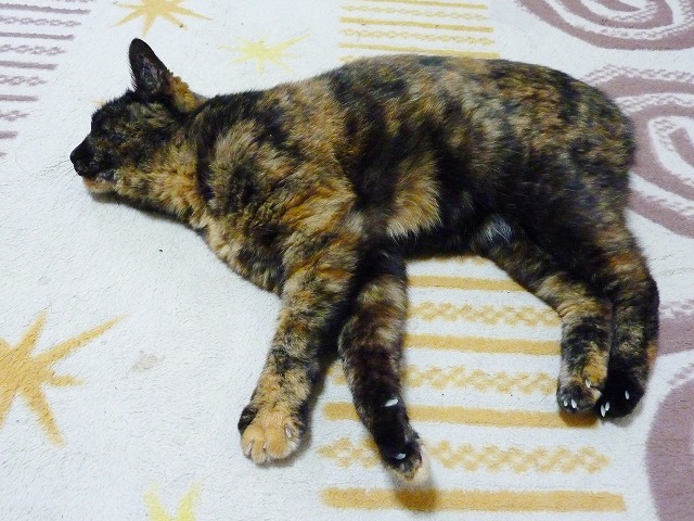 我が家に来て一年・・・保護猫わび_b0166128_187166.jpg