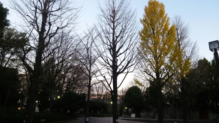 滝野川公園 北区 12月27日 猫好き写真館 滝野川公園 北区 12月27日 猫好き写真館