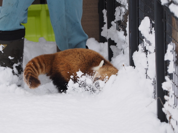 積雪、極寒、円山 1_a0149740_16094672.jpg