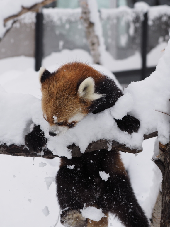 積雪、極寒、円山 1_a0149740_16103440.jpg