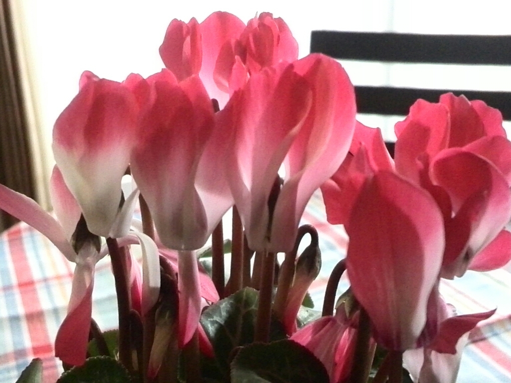 c0348441_17590910.jpg