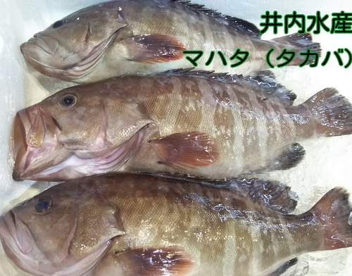 マハタ タカバ 魚情報 マハタ タカバ 魚情報