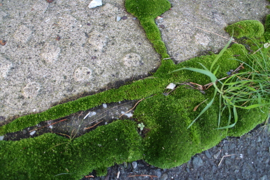 苔が生える あずきのばあばの のんびり日記 苔が生える あずきのばあばの のんびり日記