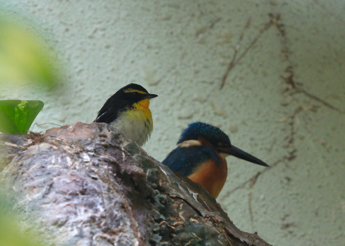 12月27日の上野動物園_d0350160_2341962.jpg